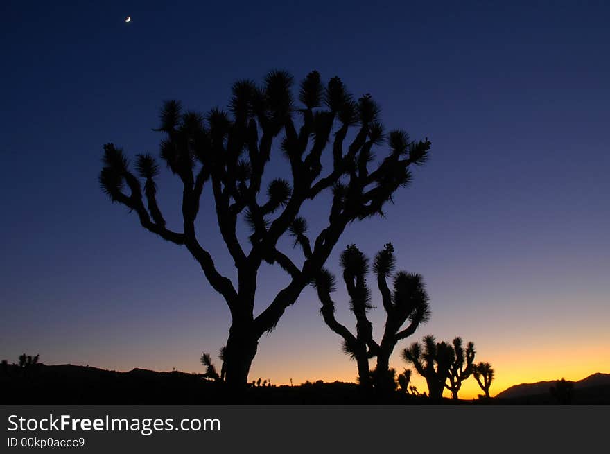 Joshua trees inside joshua tree national park pictured at dusk with the moon. Joshua trees inside joshua tree national park pictured at dusk with the moon.