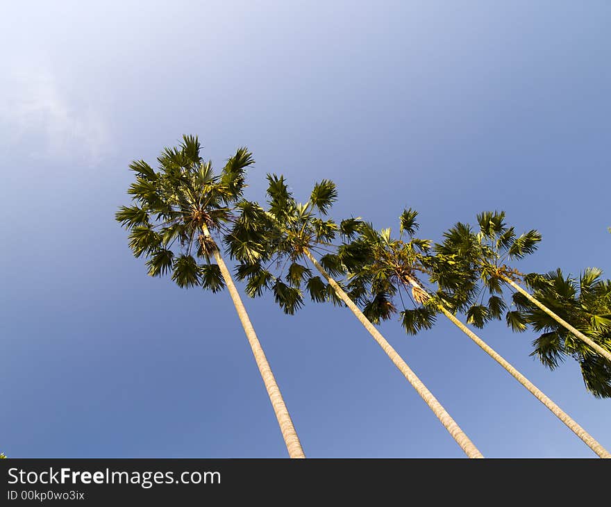 Tall Palm Trees