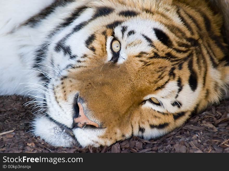 Close up shot of the head of a Bengal tiger