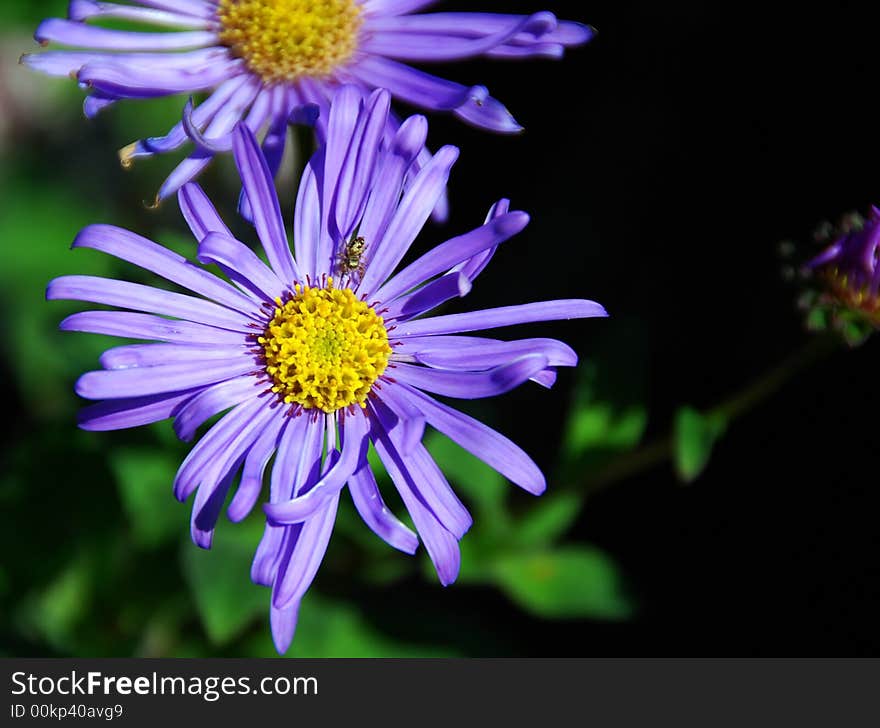 Purple daisies close-up, one with a small bug. Purple daisies close-up, one with a small bug.