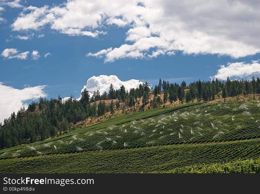 Hilly Vineyard