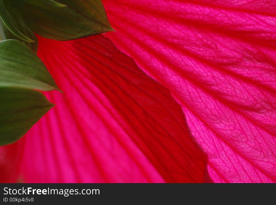 Macro of flower, abstract background. Macro of flower, abstract background