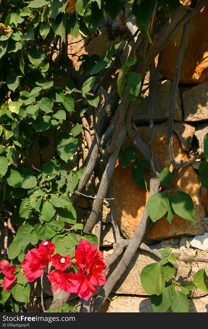 Red blossoms growing on a vine over a stone wall closeup. Red blossoms growing on a vine over a stone wall closeup