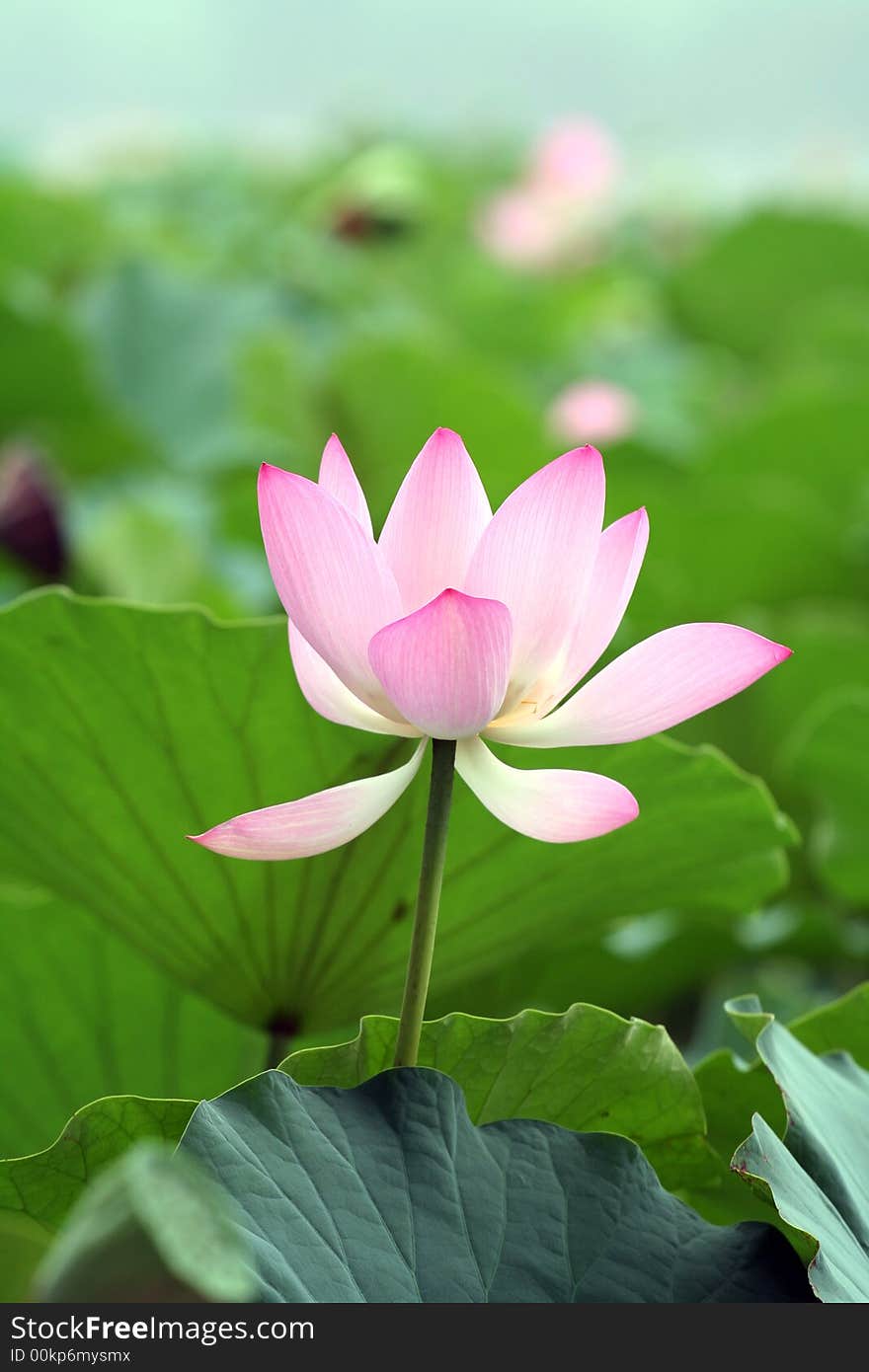 Lotus