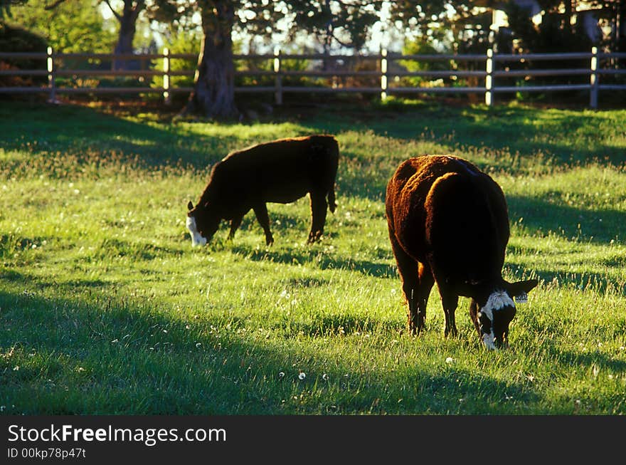 High desert farm