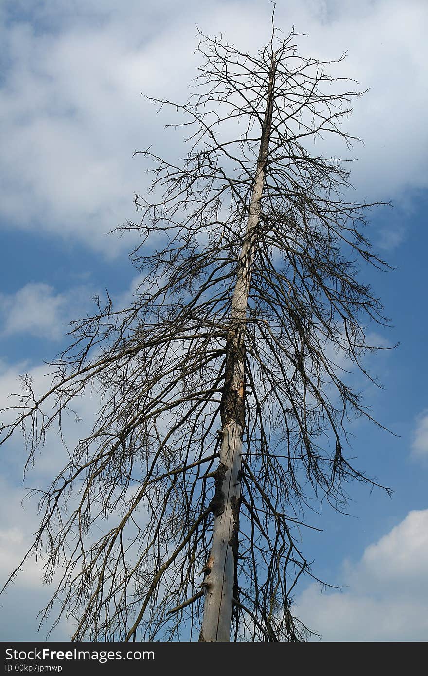 Old dead tree against light cloudy sky. Old dead tree against light cloudy sky