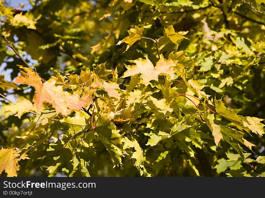 Collection of autumn leaves in tree nurseries. Collection of autumn leaves in tree nurseries