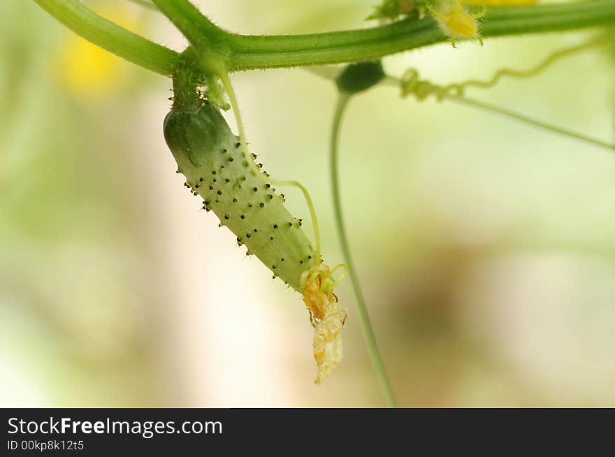 Small cucumber