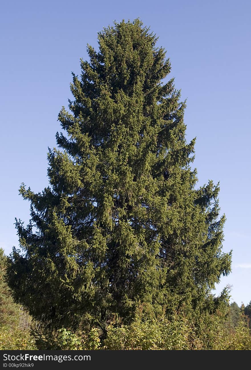 Fur-tree-beauty
summer taiga top tranquil travel tree trees trunk up vacations wild winter