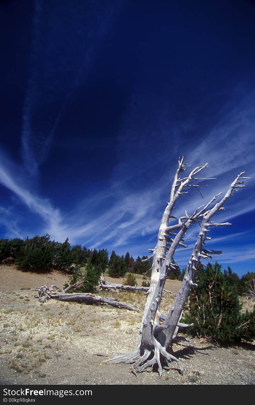 Dead white bark pine in Crater Lake NP, Oregon, velvia 100. Dead white bark pine in Crater Lake NP, Oregon, velvia 100