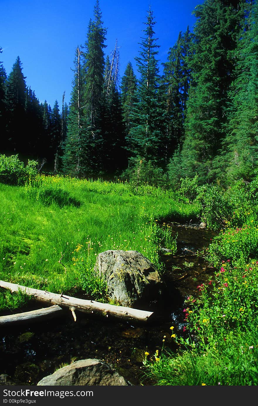 Wild flower trail