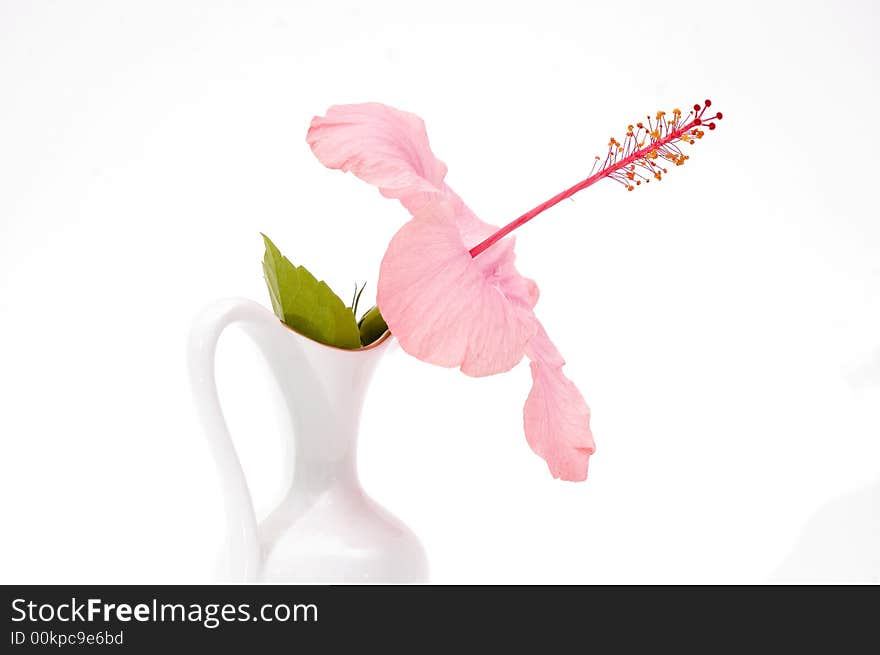 Detail of tropical hibiscus flower in a vase isolated on white. Detail of tropical hibiscus flower in a vase isolated on white