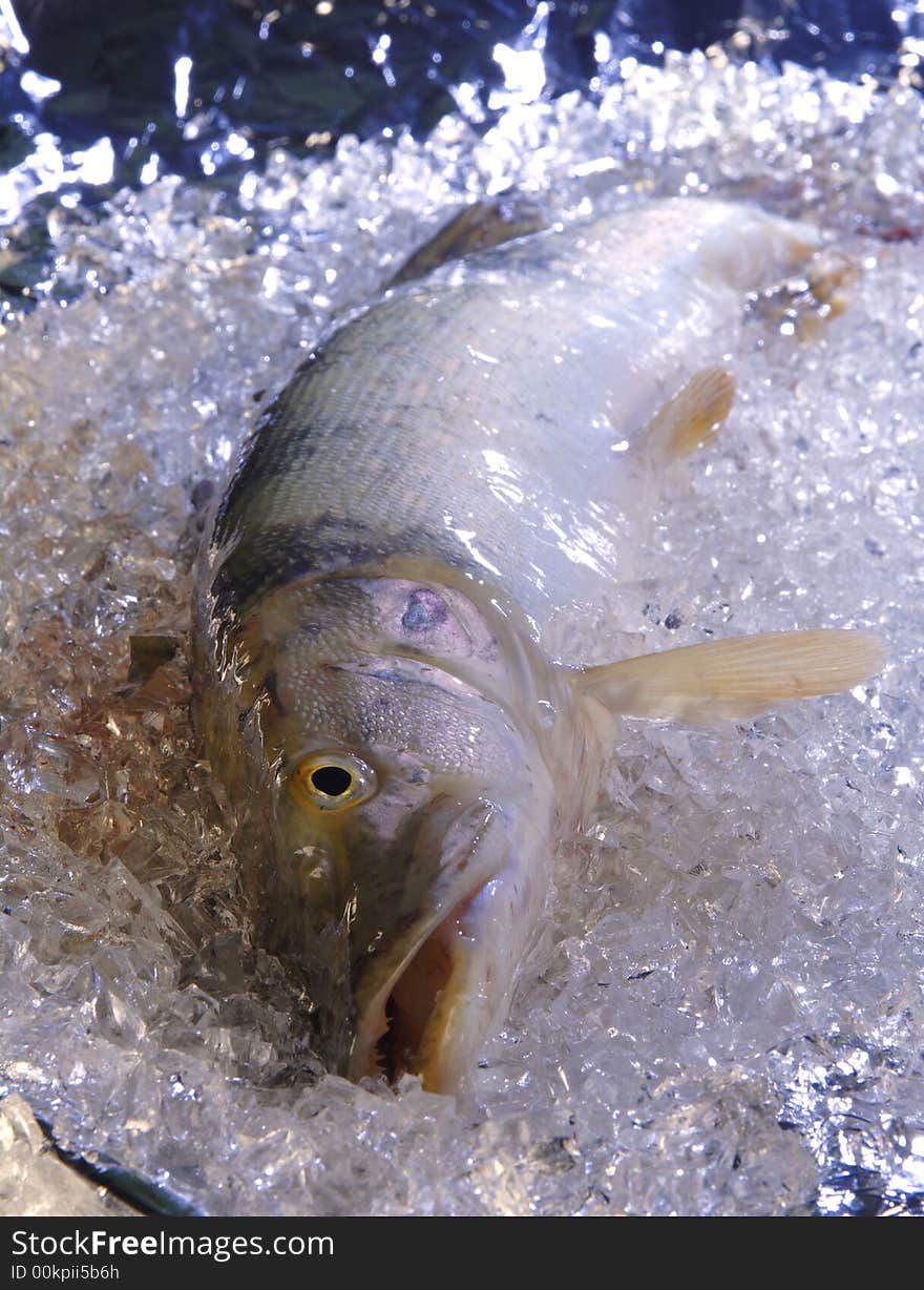 A fresh pike is cooled on ice. A fresh pike is cooled on ice.