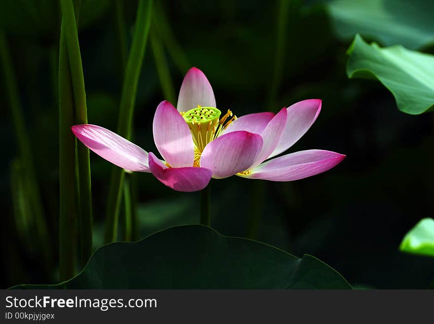 Lotus flower