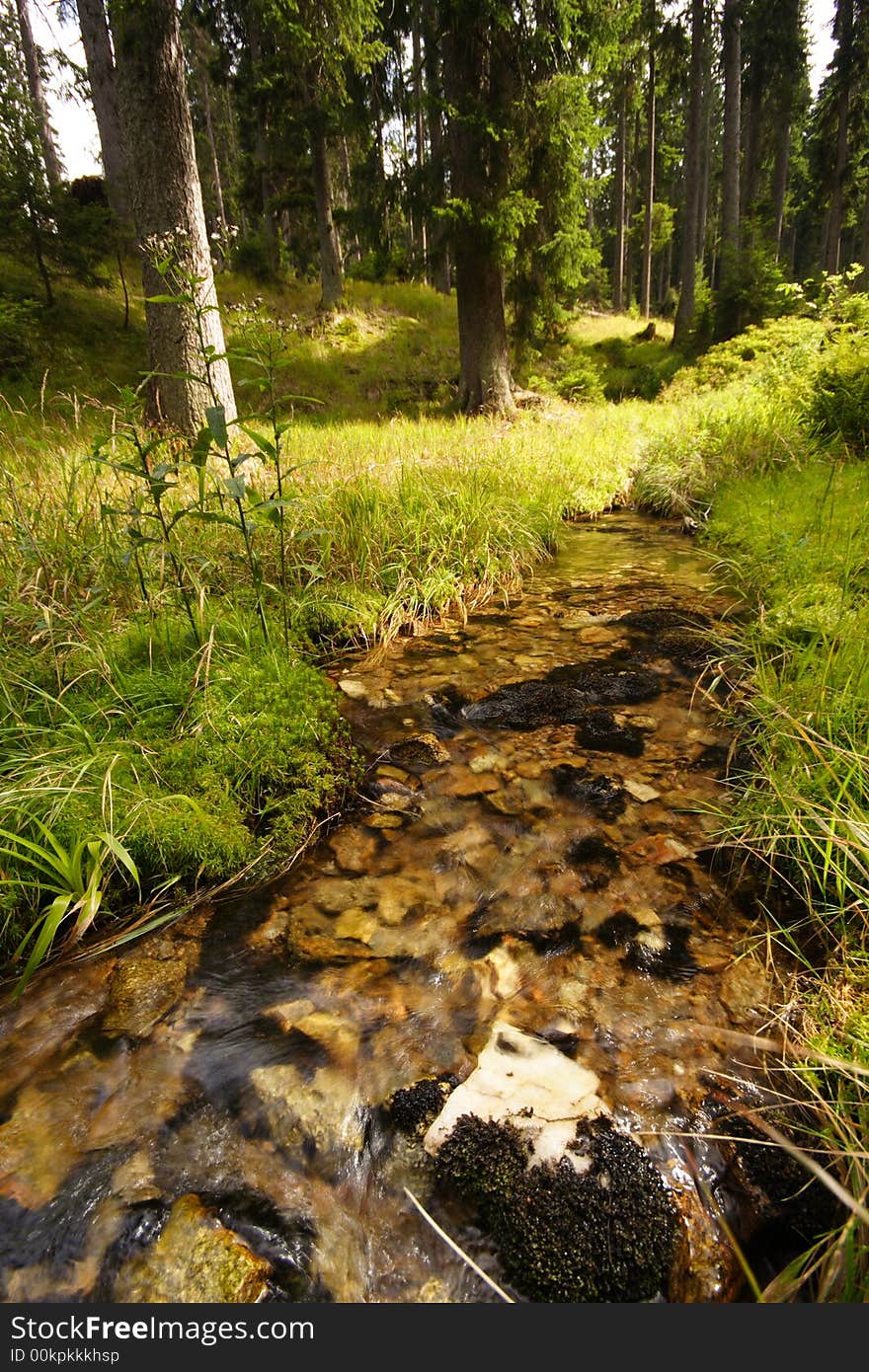 Forest Stream