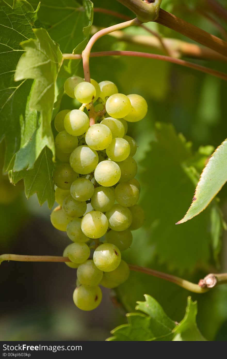 A Bunch of White Grapes. A Bunch of White Grapes