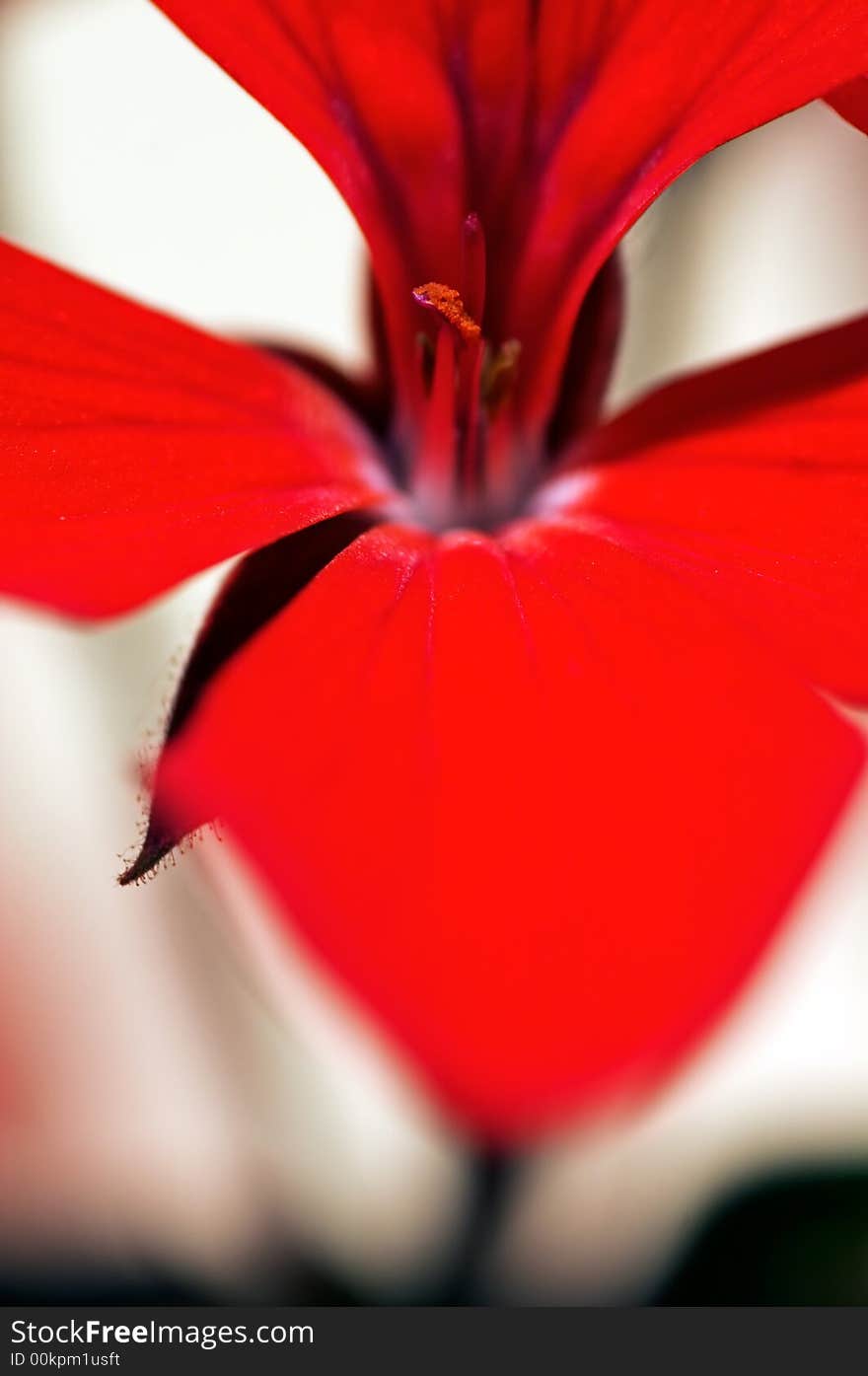 A red geranium flower isolated on white