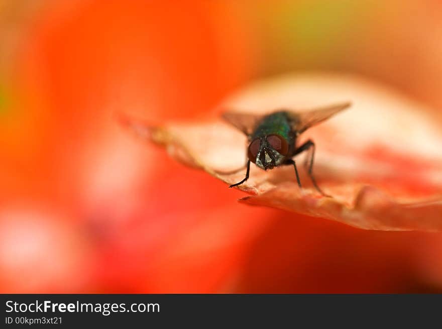 Close up of fly on floral background