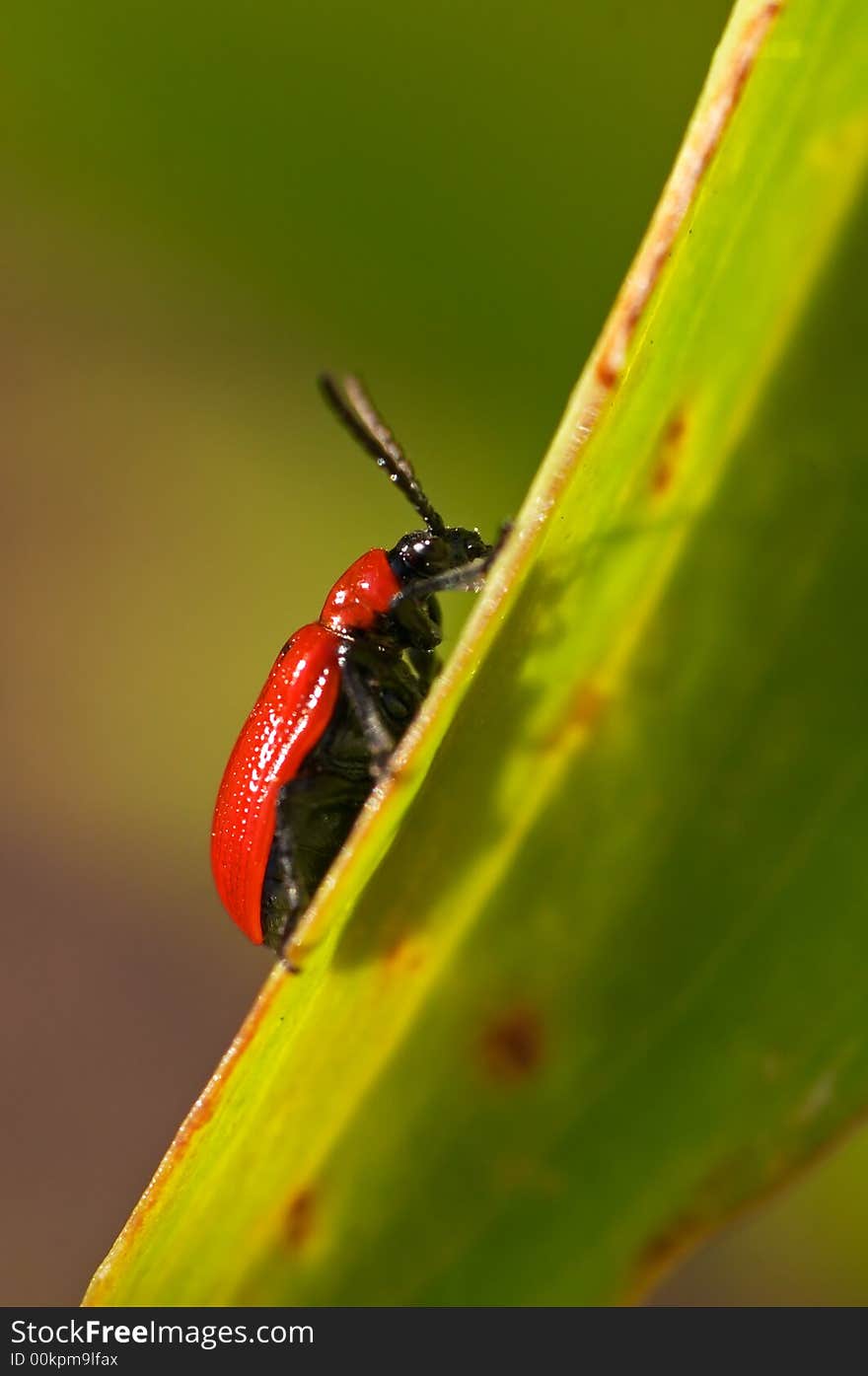 Red Lily Beetle