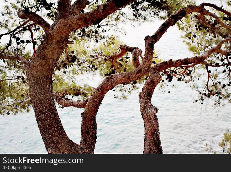 Warped pine trees