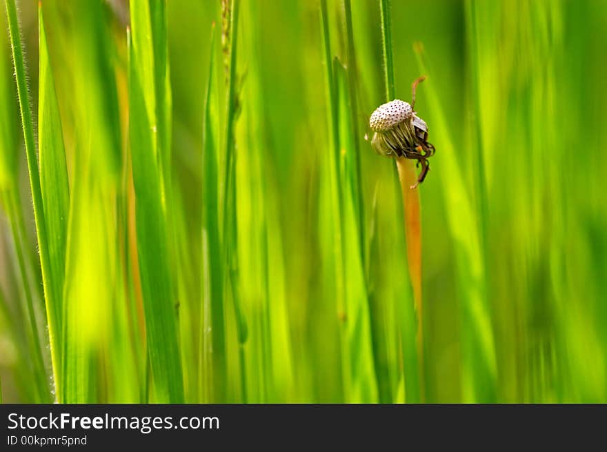 Old dandelion with green background