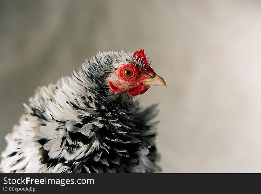 Japanese Frizzle chicken