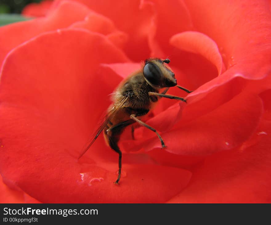 Bee on the red rose. Bee on the red rose