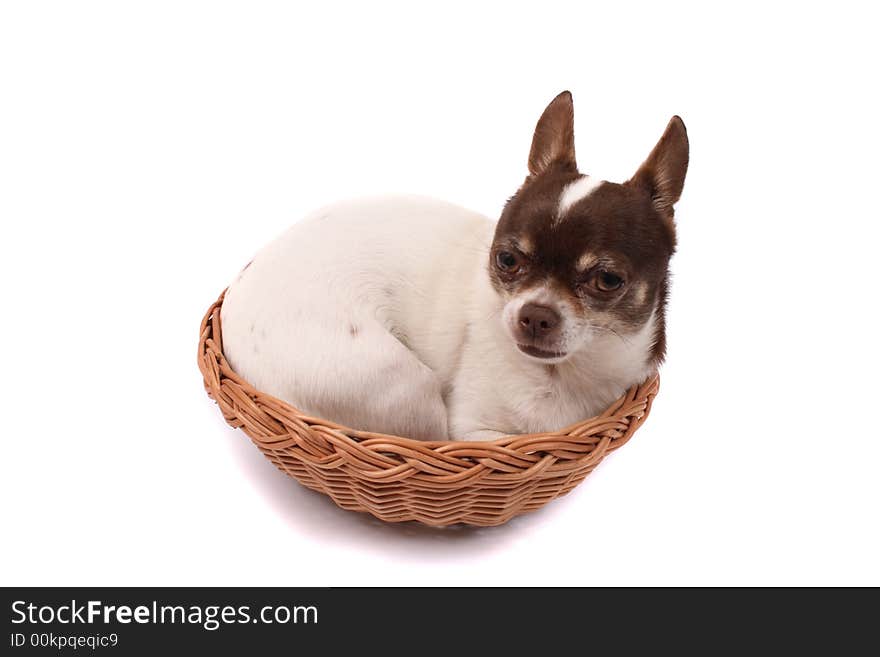 Chihuahua in the brown basket on the white background