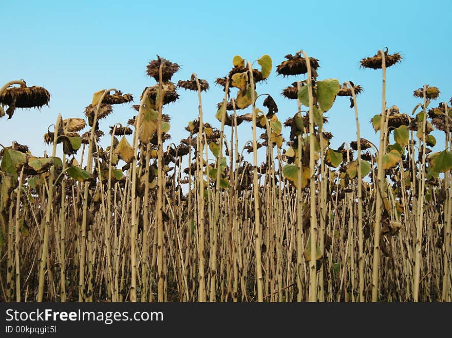 Soon harvesting