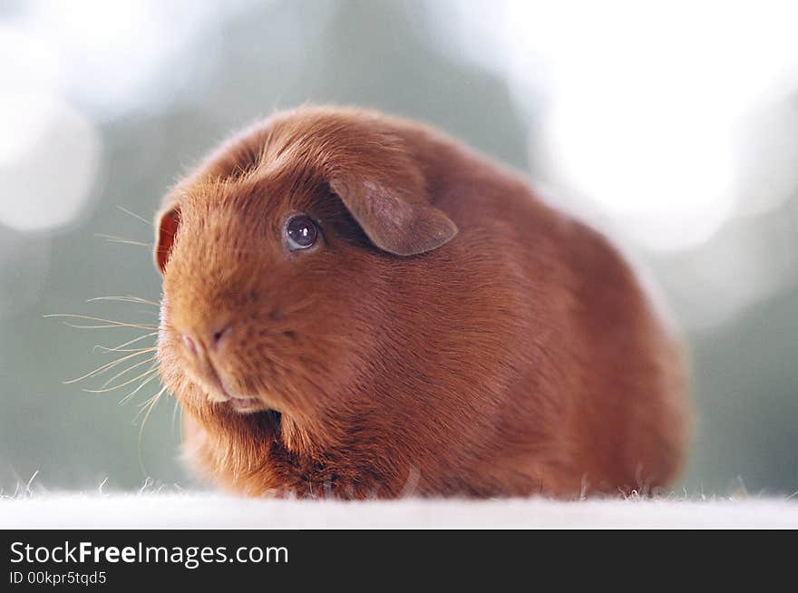 Guinea Pig