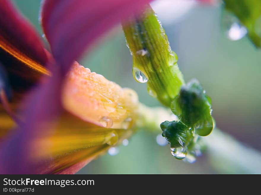 Day Lily and Stem/Macro/Drops