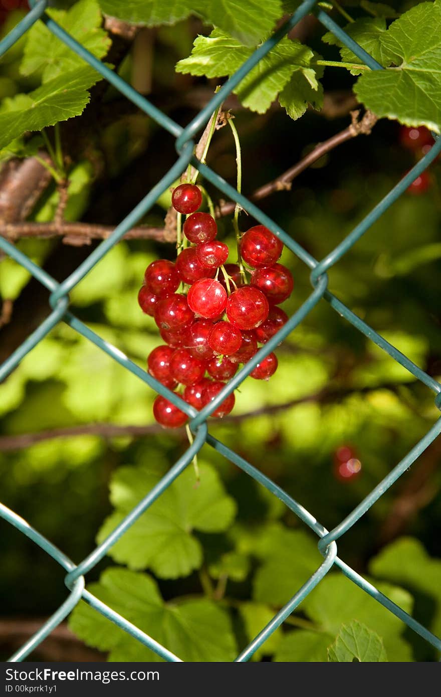 Red currant