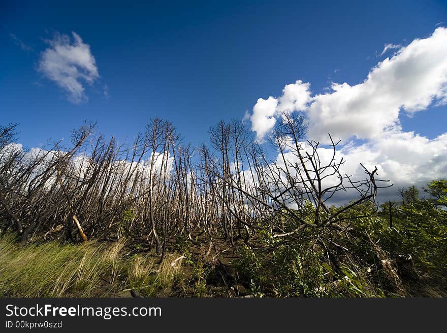 Wood after fire