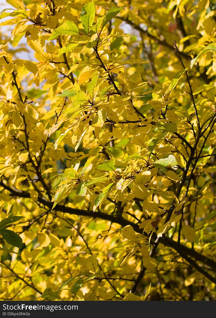 Plum tree in the autumn garden