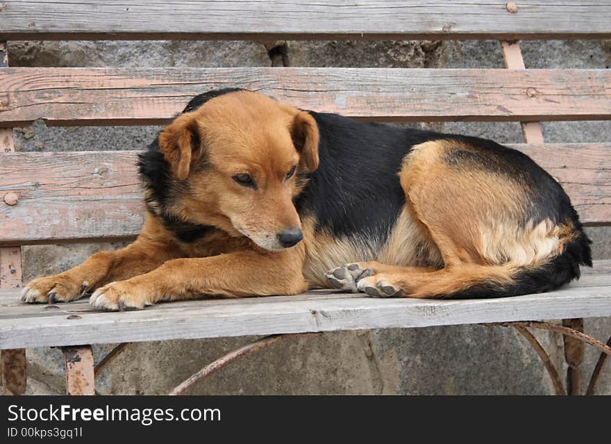 Brown and black dog is resting