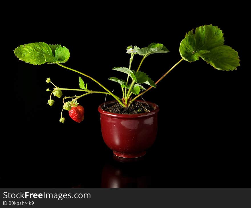 Strawberry in a flowerpot on a black background.