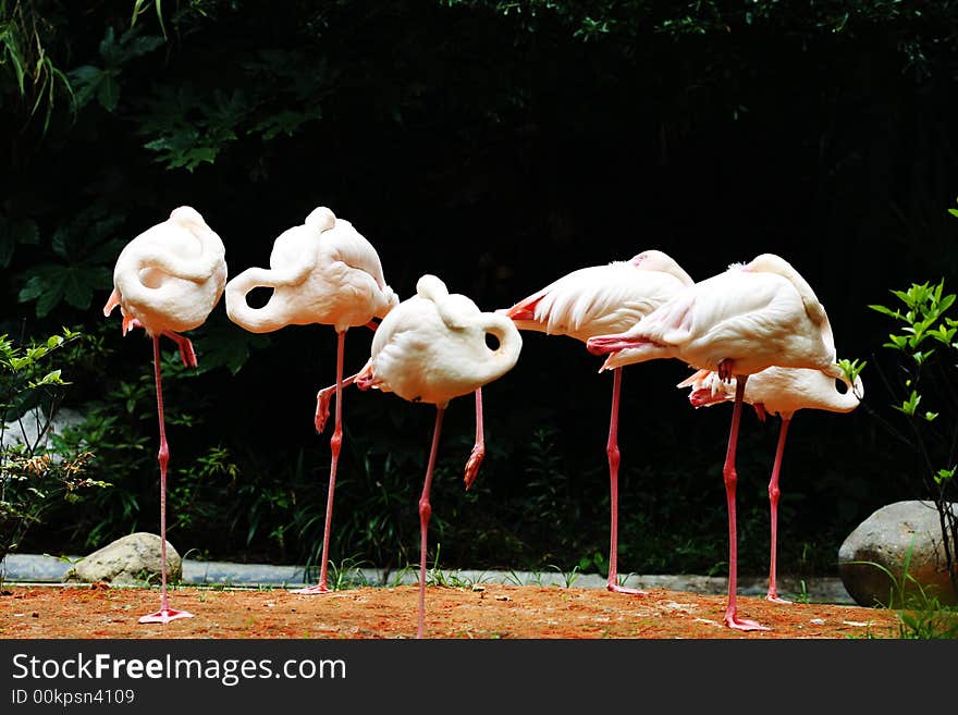 Flamingos