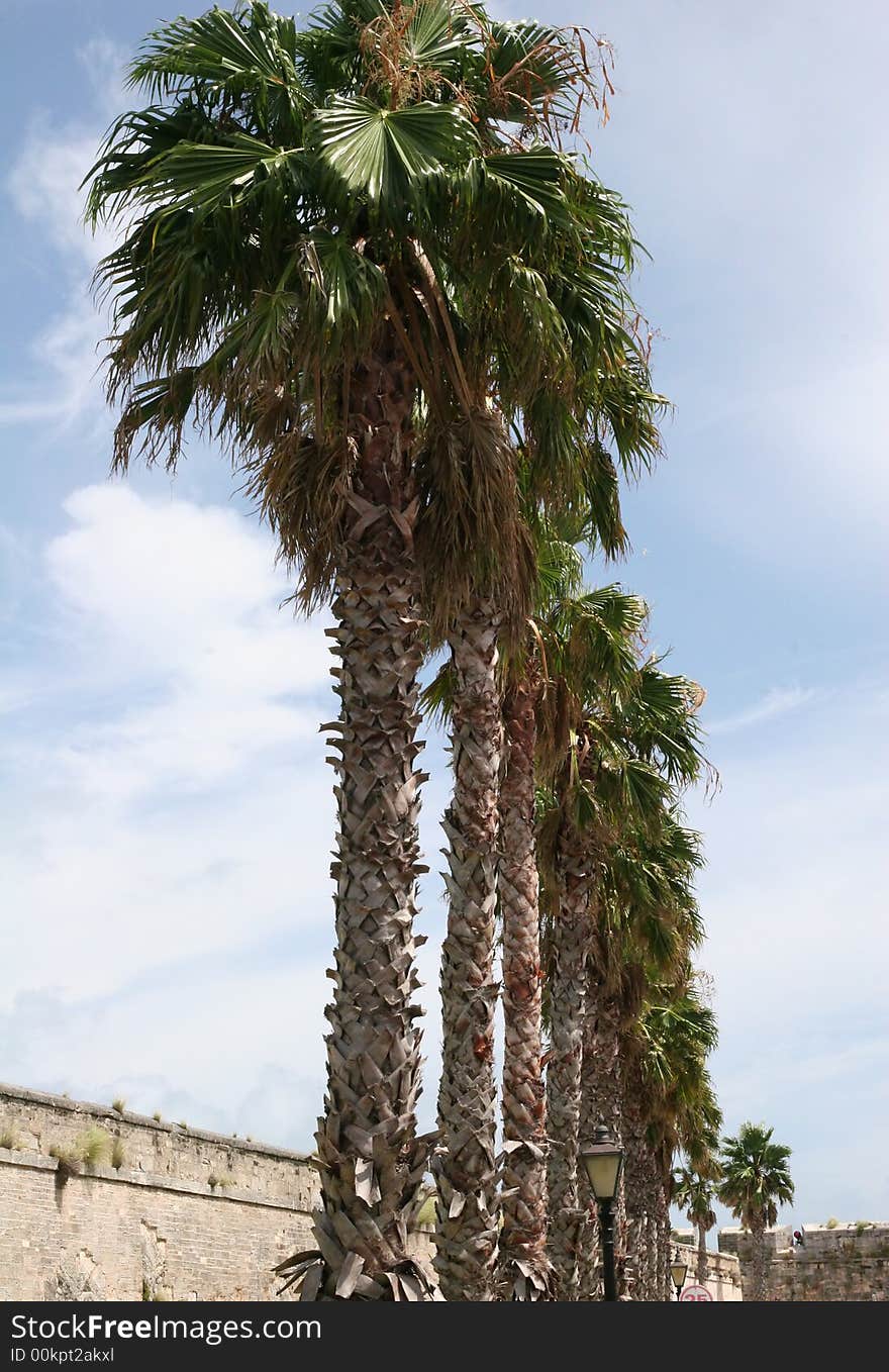 A row of palm trees on an island. A row of palm trees on an island