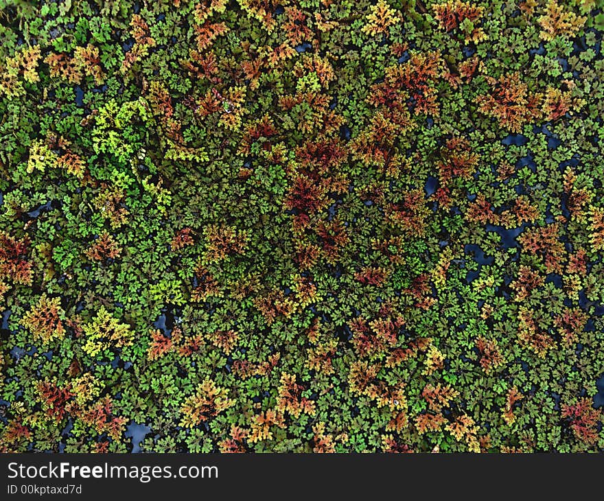 The surface of a lake covered by colorful algae. The surface of a lake covered by colorful algae