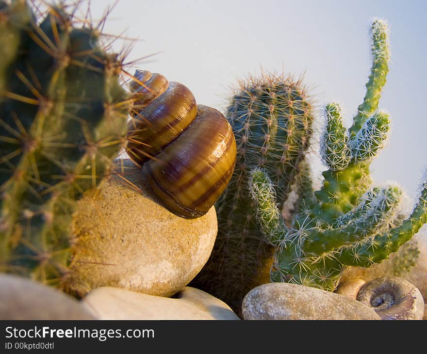 A cockleshell is in the desert