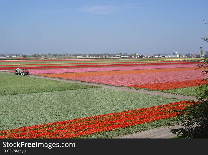 Tulip fields