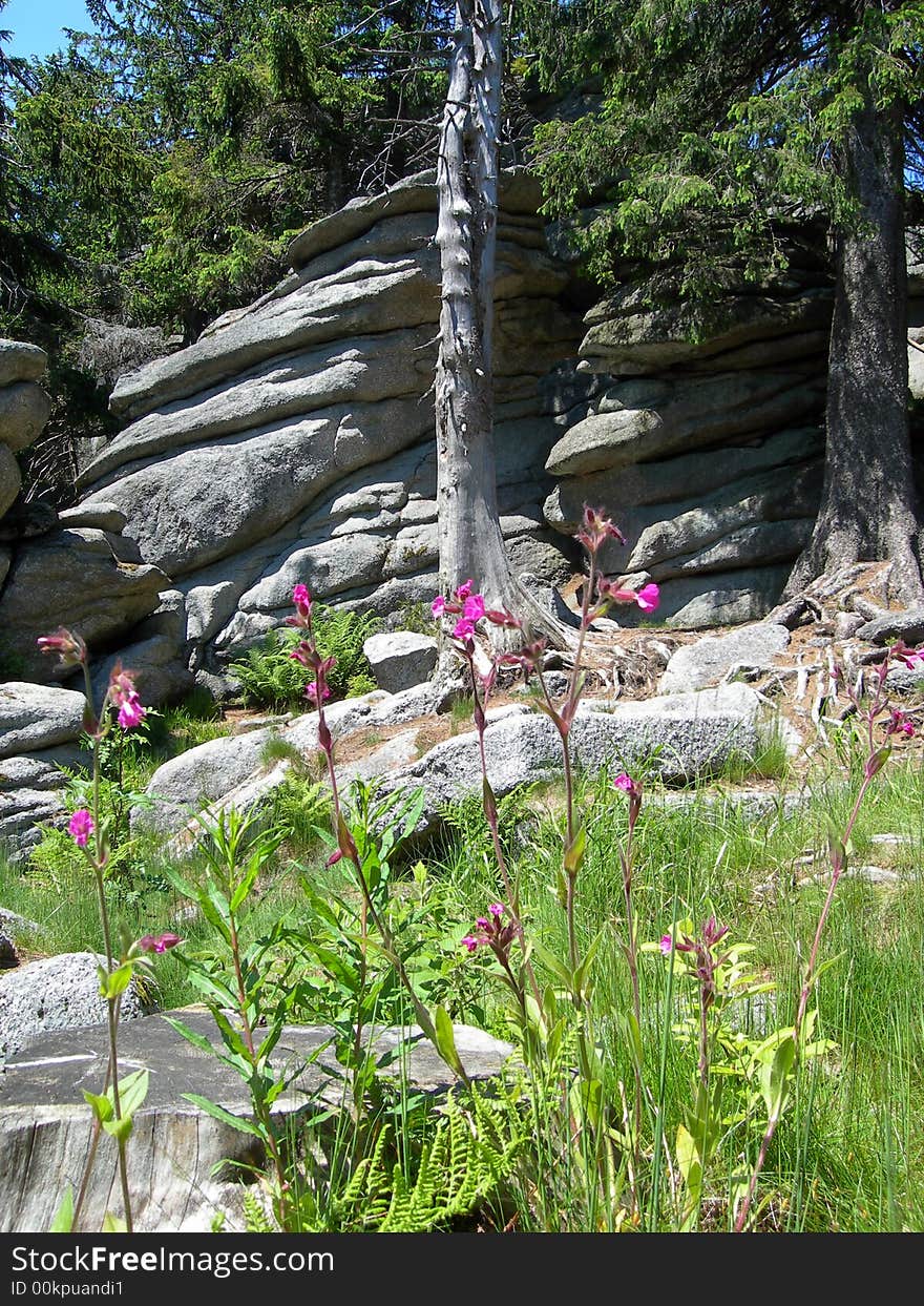 Rock with flowers