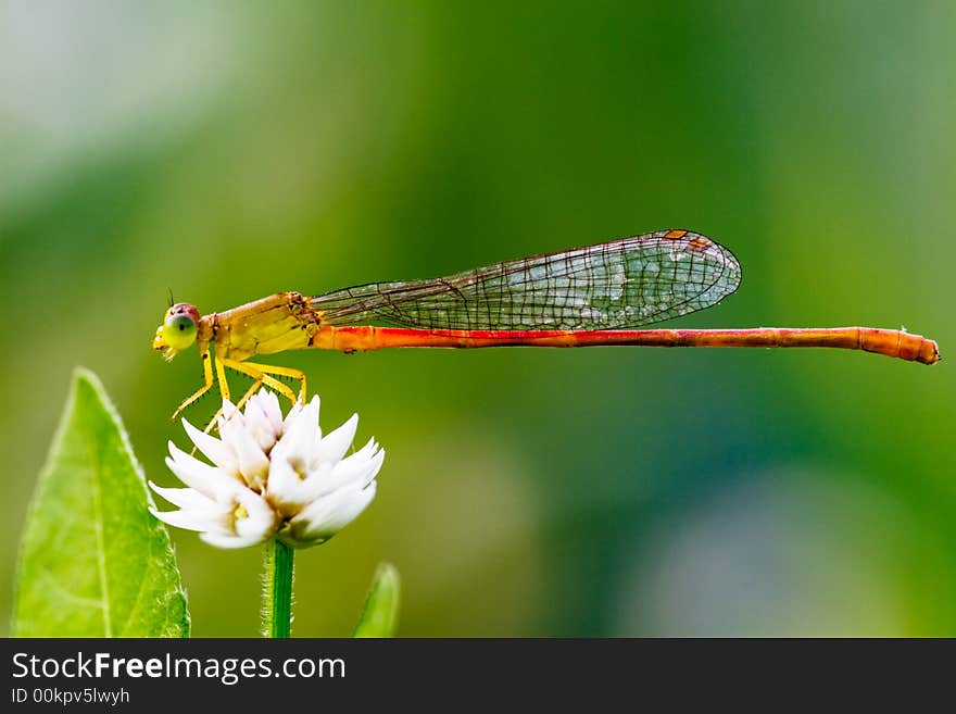 A Caenagrion is resting on a flower