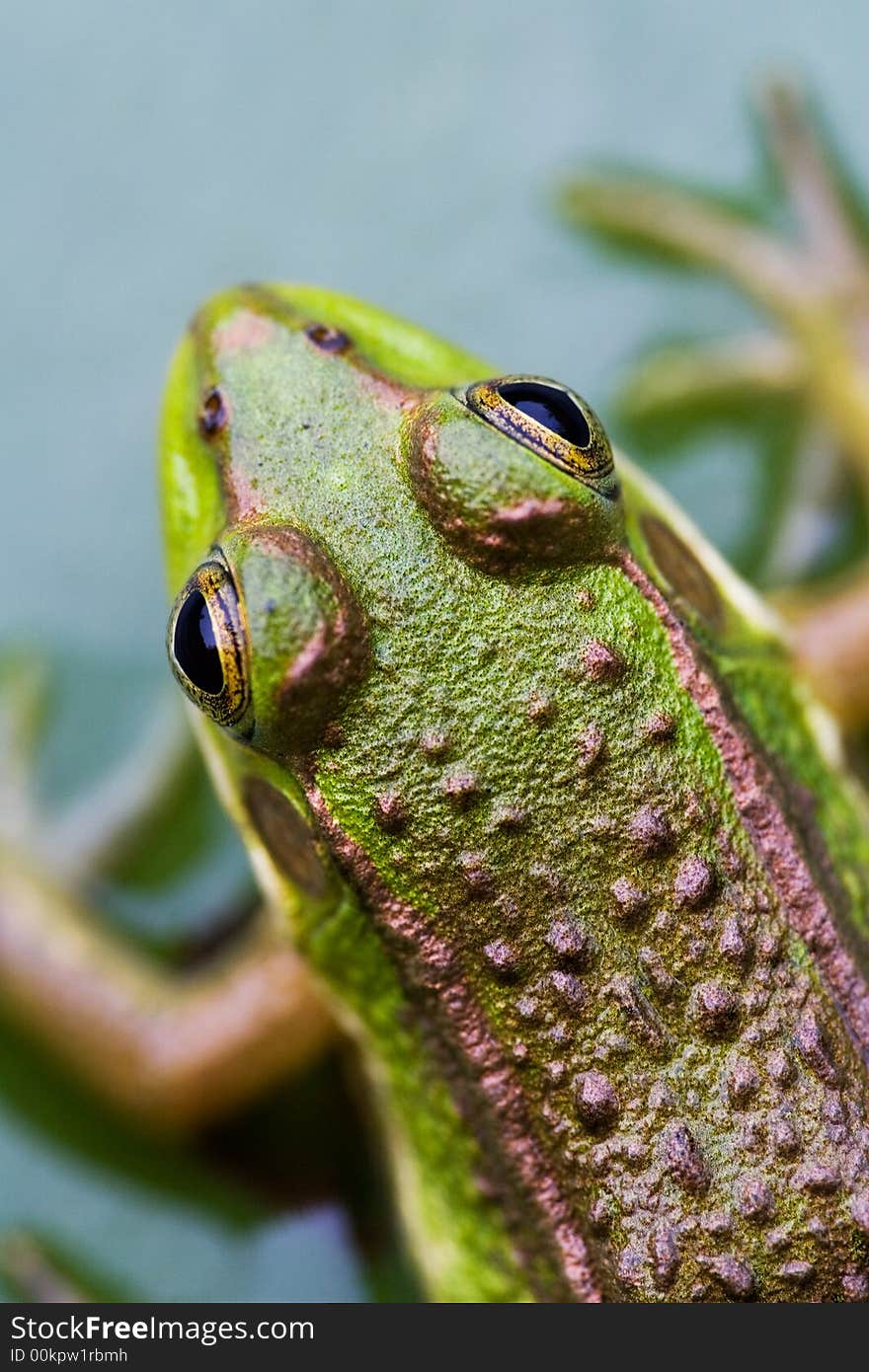 A frog lie on the Leaves of Lotuses in a small lake