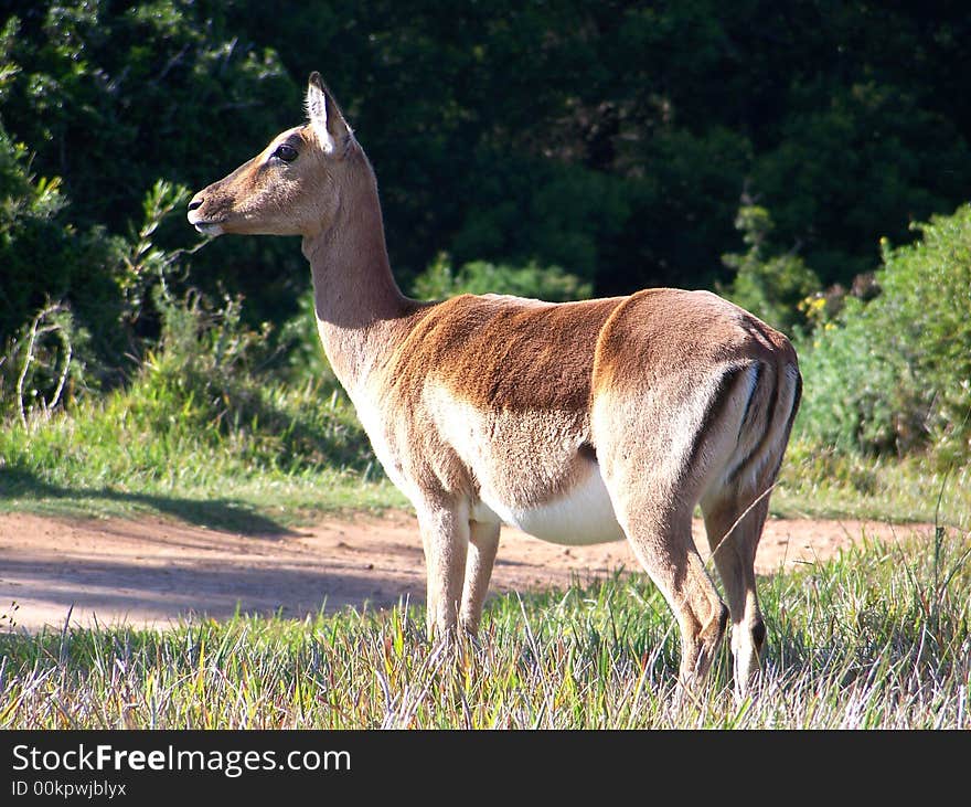 A mother buck looking away