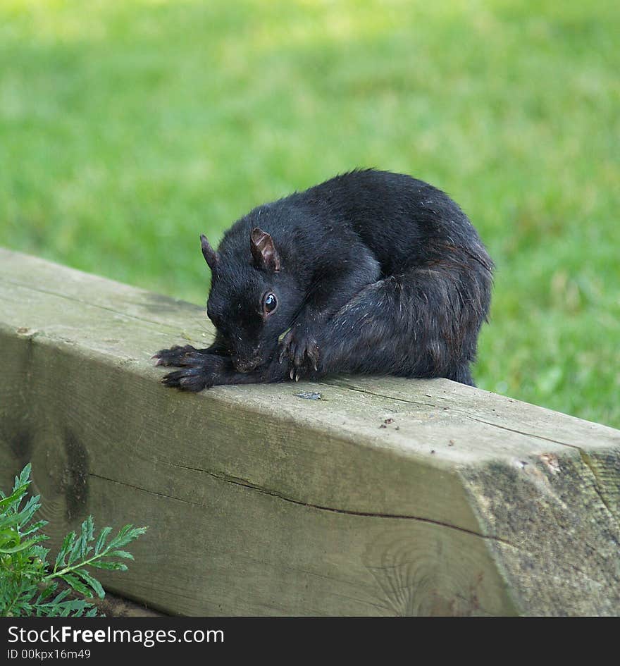 Black Squirrel Chewing