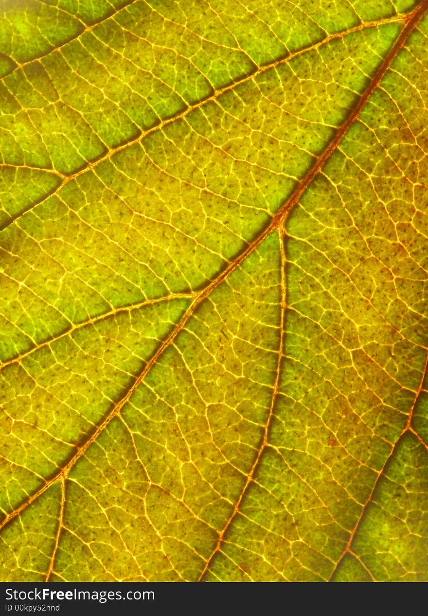 Close up of a green yellow leaf texture background. Close up of a green yellow leaf texture background