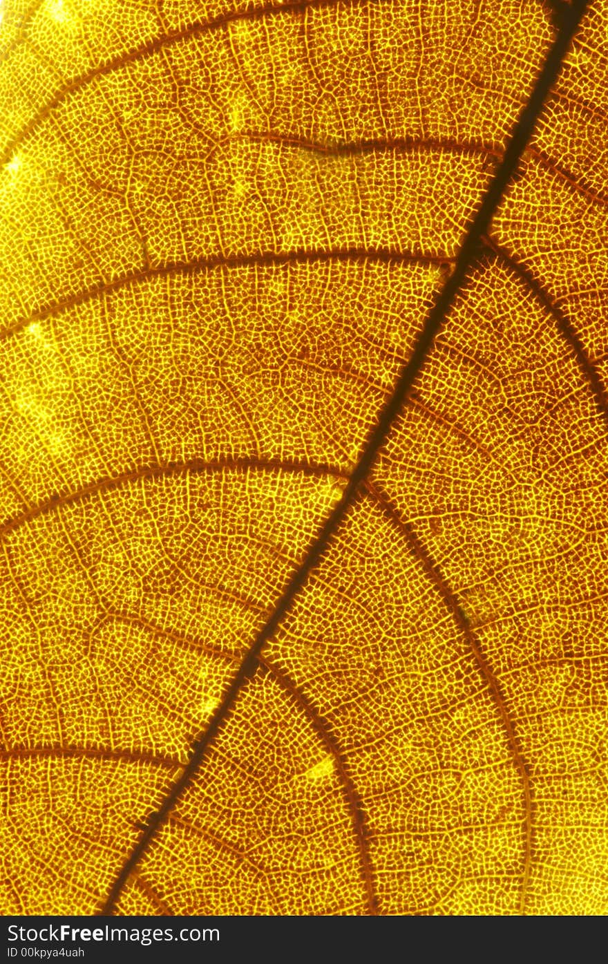 Close up of a yellow leaf texture background