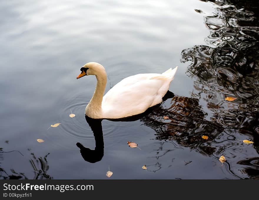 White swan swimming on a lake