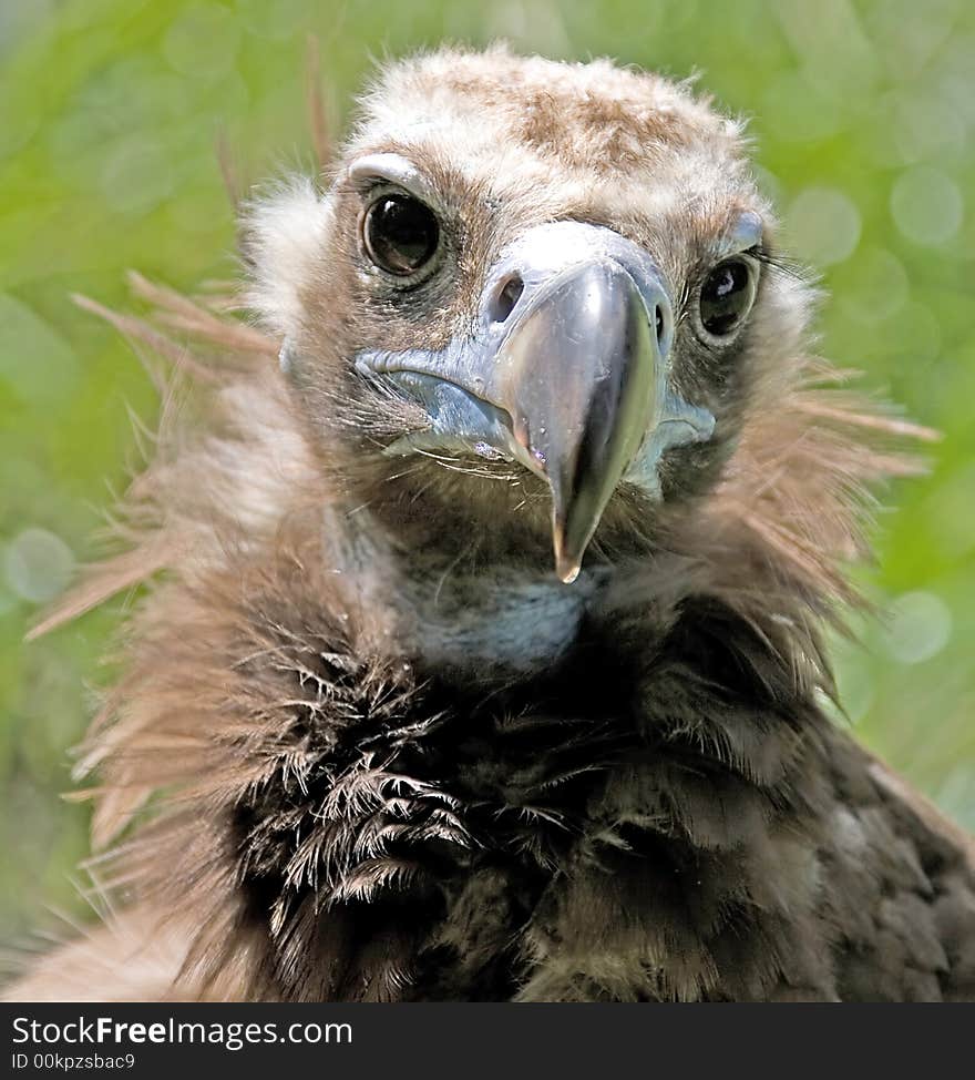 Eurasian black vulture 6